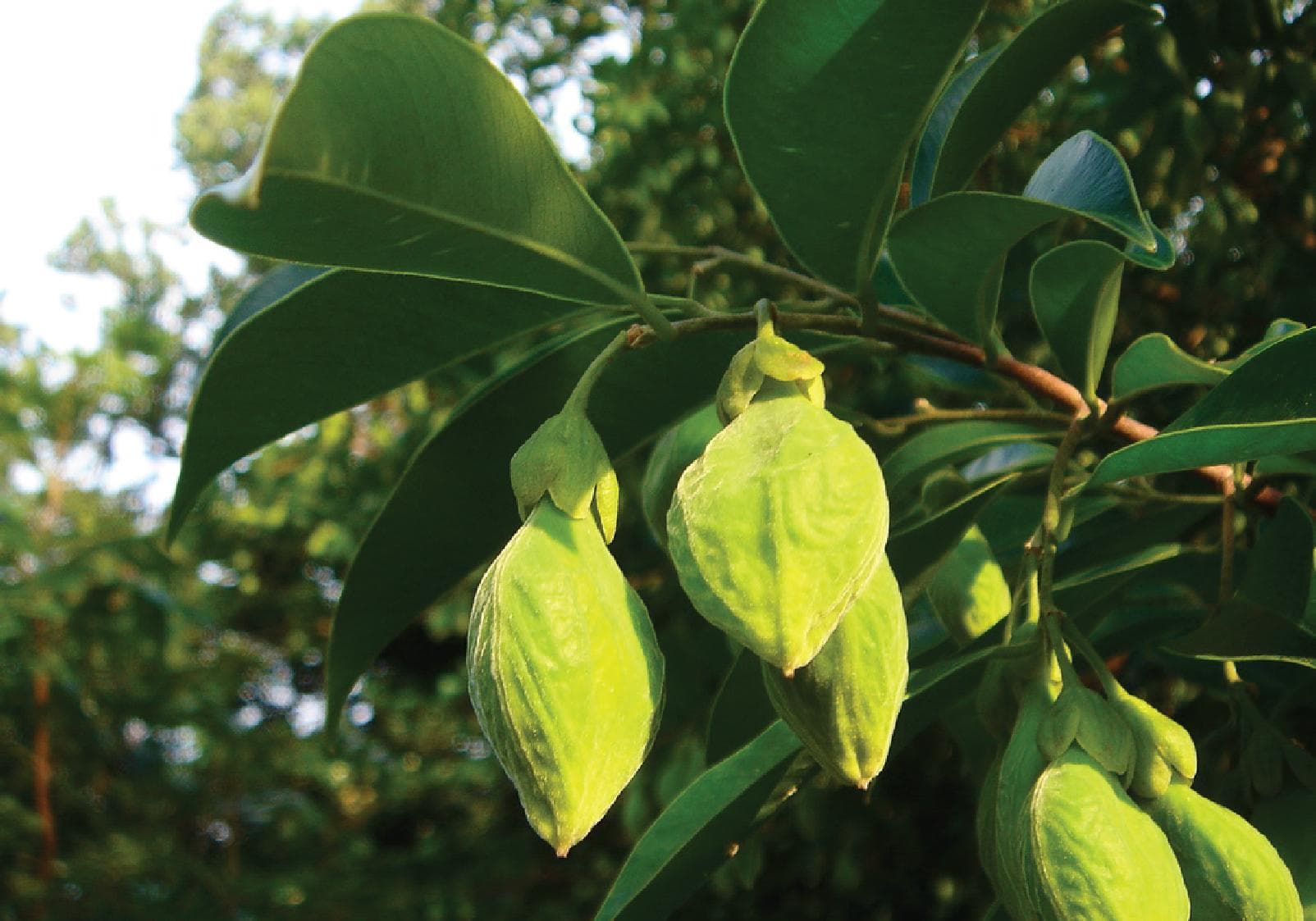 1. The Seed – Sacred Origin of Nature